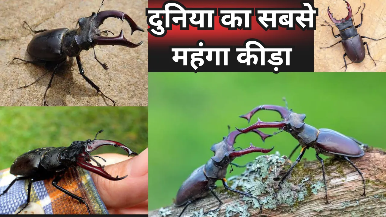 दुनिया का सबसे महंगा कीड़ा, वजन 5 ग्राम और कीमत 75 लाख